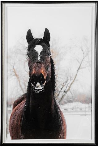 Brown Stable Horse
