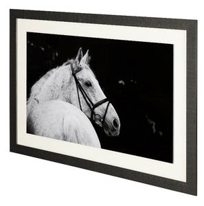 Bridled Horse
